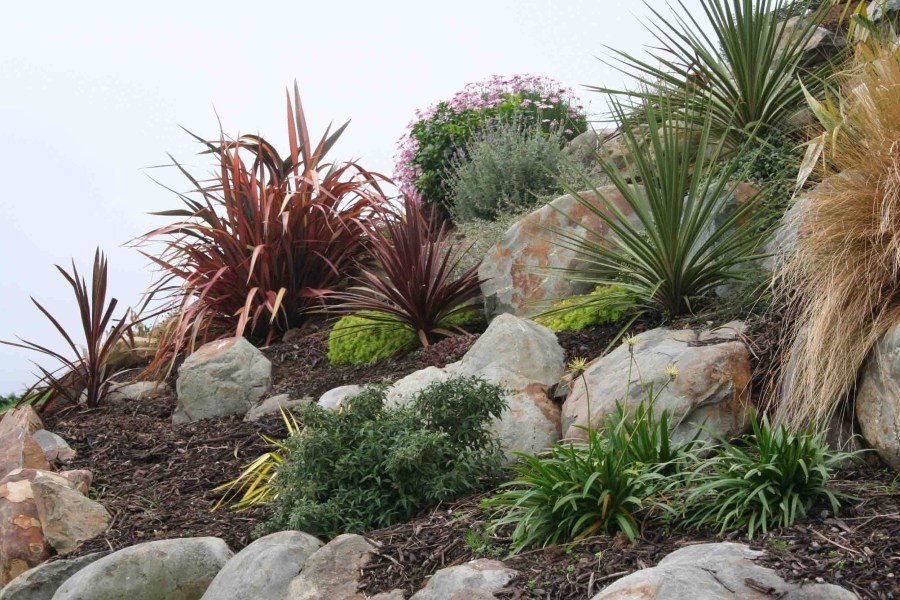 Garden plants Wellington native planting Kapiti Coast